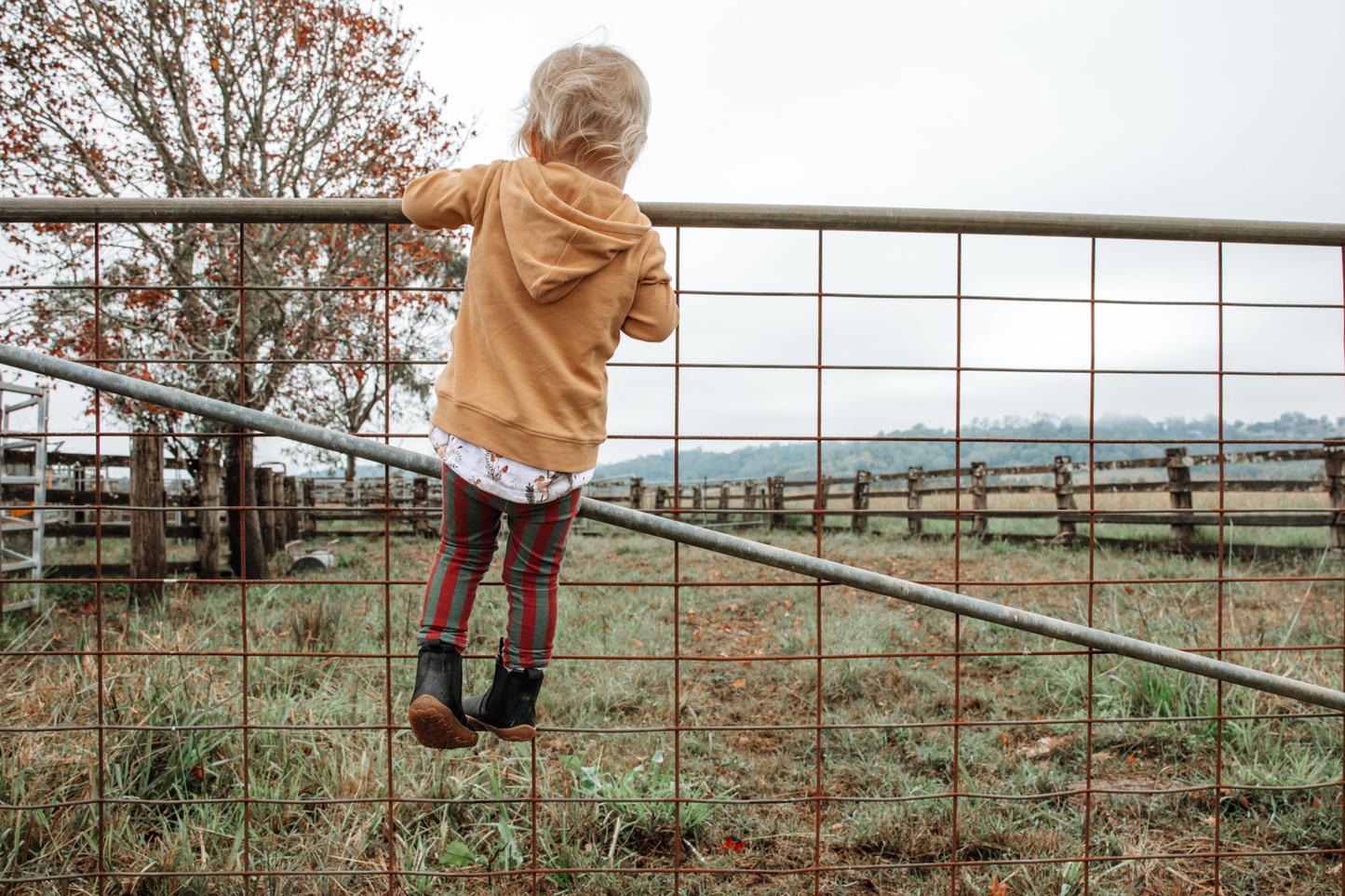 A toddler stands on a wire fence gate in an outdoor farm setting, wearing a tan hoodie, red and green striped leggings, and black PaperKrane barefoot chelsea boots.