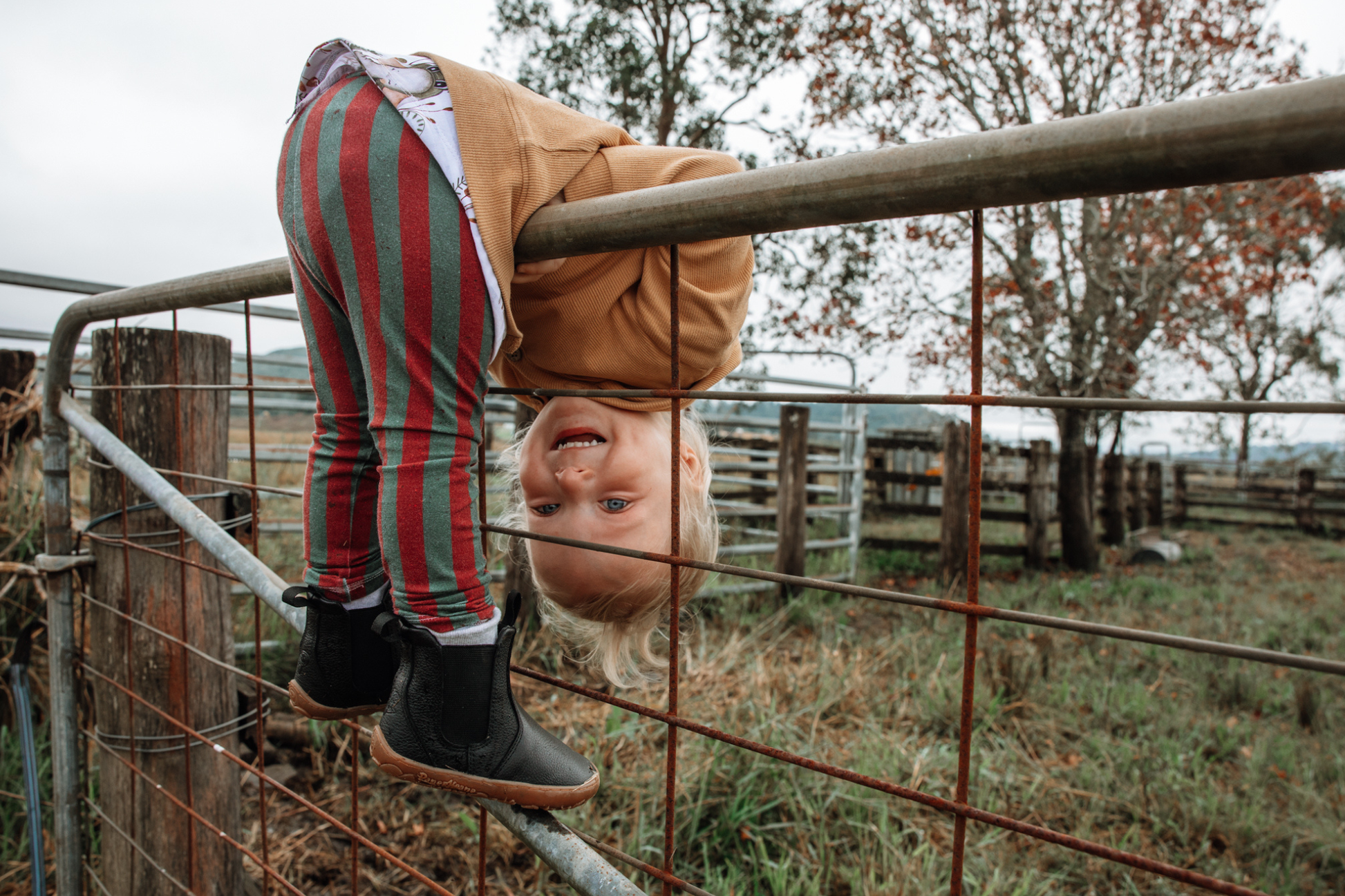 A young child is looking upside down through a metal fence gate in an outdoor farm setting, wearing a tan sweater, red and green striped pants, and black leather PaperKrane chelsea boots.